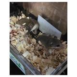 African Pygmy Domice Pied Micro Squirrels
