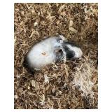 Degu