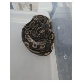 Ball Python Lepard