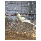 Parakeet Male