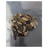 Ball Python