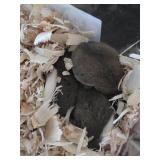African Pygmy Domice Micro Squirrels