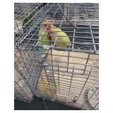 Peach Face Love Bird Pair