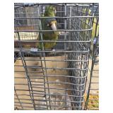 Half Moon Conure Male & Female