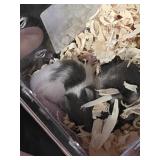 African Pygmy Domice  Pied Micro Squirrels