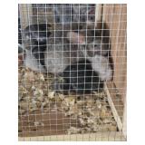 2 M, 1 F Chinchillas - Standard