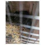 Female Chinchillas STandard