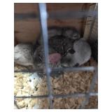 Chinchillas, 1 F 2 M - Mosaic Hetero Beige