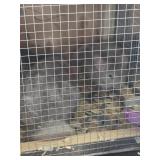 1 M, 1 F Chinchillas - Standard