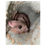 Short Tailed Opossum