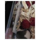 African Pygmy Domouse  Pied Micro Squirrels