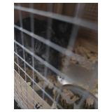 1 M 1 F Chinchillas - Standards
