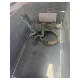 Blue Iguana Not Sexed