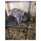 1 M, 1 F Chinchillas  - Hetero Beige Saphire