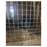 Female Chinchillas - Standard