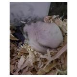 African Pygmy Domouse *HIGH WHITE PIED* Micro Squ