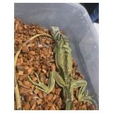 Green Iguana Not Sexed