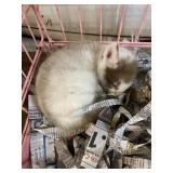 Cinnamon Artic Marble Red Fox