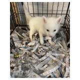Luestic-White Red Fox