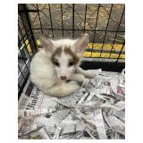 Cinnamon Artic Marble Red Fox