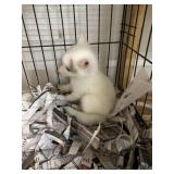 Champagne Artic Marble Red Fox
