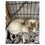 Cinnamon Artic Marble Red Fox