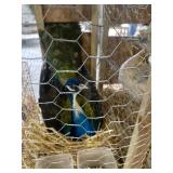 Black Shoulder Dark Pied Male Peacock