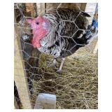 Narragansett Tom Turkey