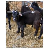 Wether Dwarf Goat INAK5266