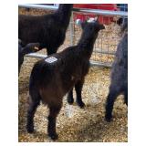 Wether Dwarf Goat INAK5265