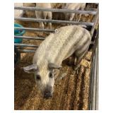 Boar Pig