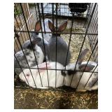 Rabbits