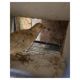 Young Male Yellow Golden Pheasant