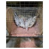 Pair Snowy Bob White Quail