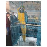 Blue and Gold Macaw, 8 year old Female