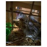 Fawn Silver Duckwing Old English