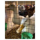 Duck Pair