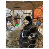 Duck Hens