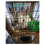 Bunnies