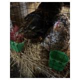 Bantam Cochins