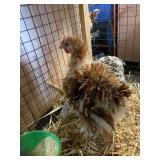 Bantam Cochins