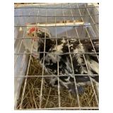 Cochin Rooster