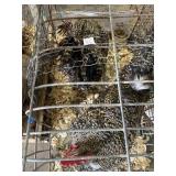 Barred Rock Mixed Roosters