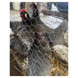 Laying Hens