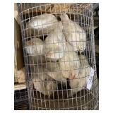 Amberlink Chick