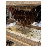 Rooster