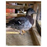 Call Duck