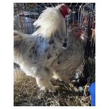 splash brahma pair