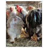 trio brahma cockerels