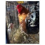 gold lace wyndotte rooster
